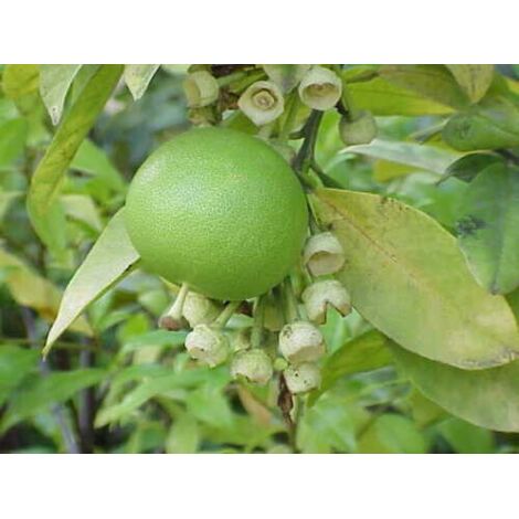  Pomelo Pummelo "Citrus Maxima" Pianta Adulta In Fitocella Agrumi Di Sicilia