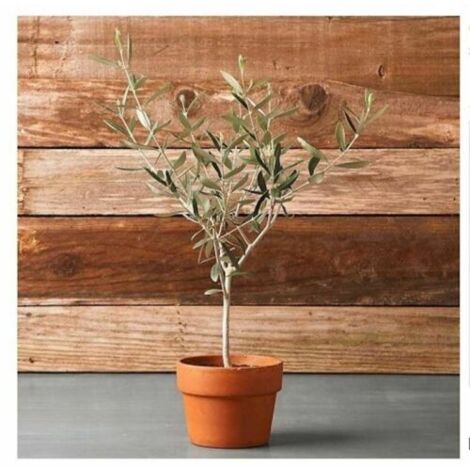  Ulivo Olivo "Olea Europea" Pianta In Vaso 9 Cm Mensa Olio