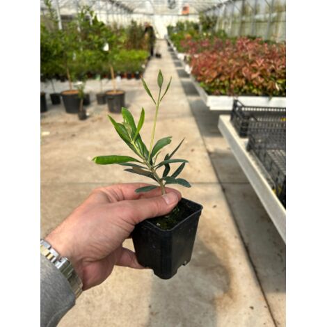  Ulivo Olivo "Olea Europea" Pianta In Vaso 9 Cm Mensa Olio