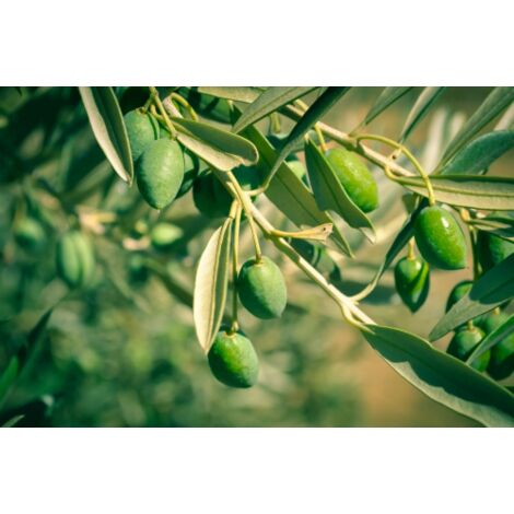  Ulivo Olivo "Olea Europea" Pianta In Vaso 9 Cm Mensa Olio