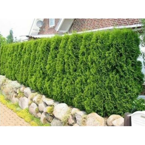  Tuia Smeraldo "Thuja Occidentalis Smaragd" Pianta In Vaso 10 Cm