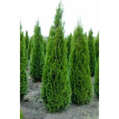  Tuia Smeraldo "Thuja Occidentalis Smaragd" Pianta In Vaso 10 Cm