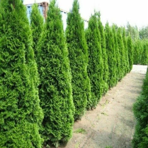  Tuia Smeraldo "Thuja Occidentalis Smaragd" Pianta In Vaso 10 Cm