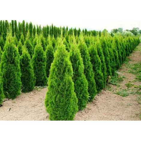  Tuia Smeraldo "Thuja Occidentalis Smaragd" Pianta In Vaso 10 Cm