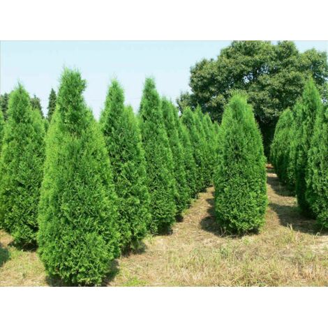  Tuia Smeraldo "Thuja Occidentalis Smaragd" Pianta In Vaso 14 Cm H. 50/60 Cm
