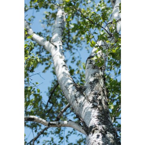  Betula Pendula Betulla Bianca Pianta H.75/100 Cm Betula Alba 75/100 Cm Non Specificato