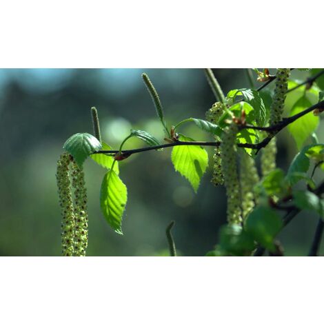  Betula Pendula Betulla Bianca Pianta H.75/100 Cm Betula Alba 75/100 Cm Non Specificato