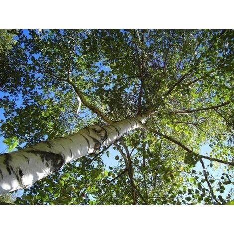  Betula Pendula Betulla Bianca Pianta H.75/100 Cm Betula Alba 75/100 Cm Non Specificato