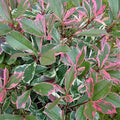  Photinia X Fraseri 'Pink Marble' Fotinia Variegata Pianta Da Siepe H.20/40 Cm 20/40 Cm