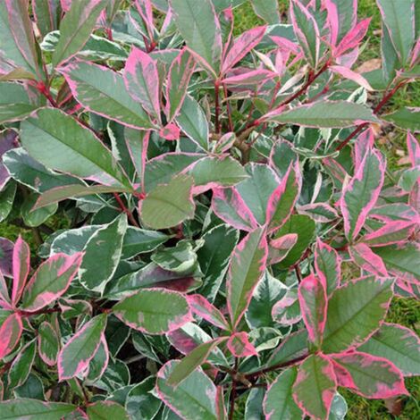  Photinia X Fraseri 'Pink Marble' Fotinia Variegata Pianta Da Siepe H.20/40 Cm 20/40 Cm