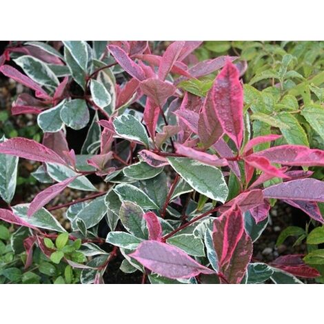  Photinia X Fraseri 'Pink Marble' Fotinia Variegata Pianta Da Siepe H.20/40 Cm 20/40 Cm