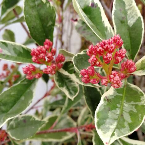  Photinia X Fraseri 'Pink Marble' Fotinia Variegata Pianta Da Siepe H.20/40 Cm 20/40 Cm