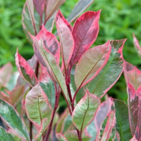  Photinia X Fraseri 'Pink Marble' Fotinia Variegata Pianta Da Siepe H.20/40 Cm 20/40 Cm