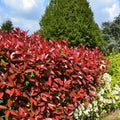  Pianta Di Photinia Red Robin Fotinia H.20/40 Cm 20/40 Cm