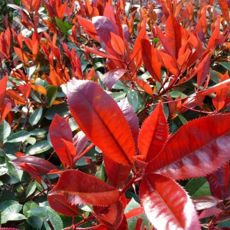  Pianta Di Photinia Red Robin Fotinia H.20/40 Cm 20/40 Cm