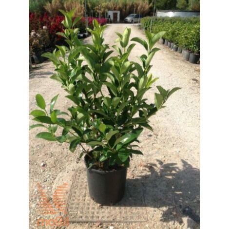  Viburno Lucido "Viburnum Lucidum" Pianta Da Siepe In Vaso 9 Cm