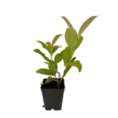  Viburno Lucido "Viburnum Lucidum" Pianta Da Siepe In Vaso 9 Cm