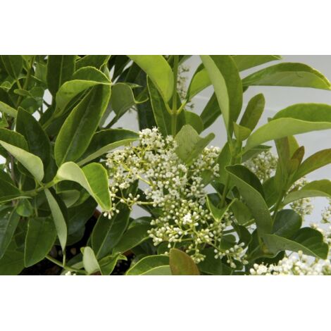  Viburno Lucido "Viburnum Lucidum" Pianta Da Siepe In Vaso 9 Cm