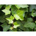  Edera Comune "Hedera Helix" Pianta Rampicante In Vaso H. 60/80 Cm Con Canna