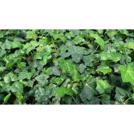  Edera Comune "Hedera Helix" Pianta Rampicante In Vaso H. 60/80 Cm Con Canna
