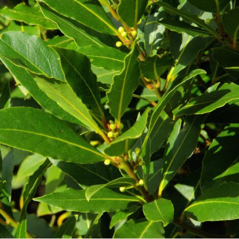  Alloro "Laurus Nobilis" Pianta Aromatica Da Siepe In Vaso 11 Cm