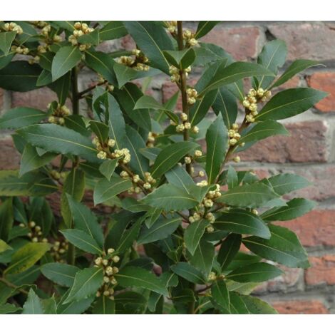  Alloro "Laurus Nobilis" Pianta Aromatica Da Siepe In Vaso 11 Cm