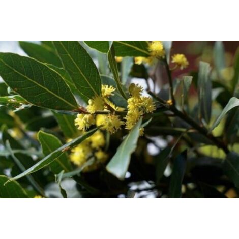  Alloro "Laurus Nobilis" Pianta Aromatica Da Siepe In Vaso 11 Cm