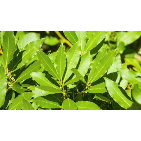  Alloro "Laurus Nobilis" Pianta Aromatica Da Siepe In Vaso 11 Cm