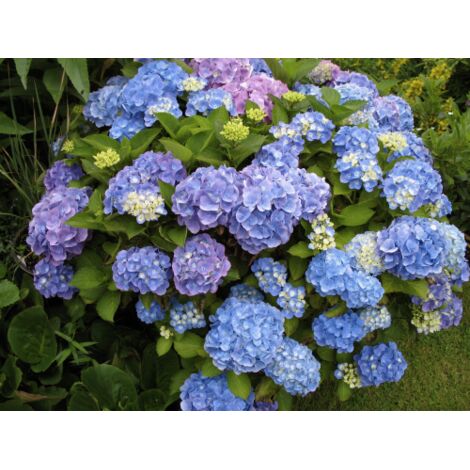  Ortensia "Hydrangea" Pianta In Vaso 18 Cm COLORI MISTI
