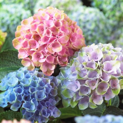  Ortensia "Hydrangea" Pianta In Vaso 18 Cm COLORI MISTI