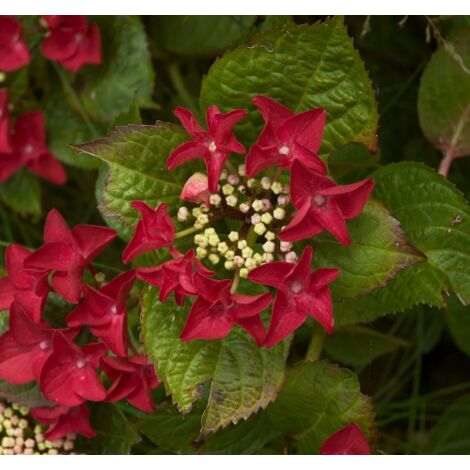  Ortensia "Hydrangea" Pianta In Vaso 18 Cm COLORI MISTI