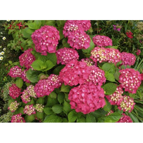  Ortensia "Hydrangea" Pianta In Vaso 18 Cm COLORI MISTI