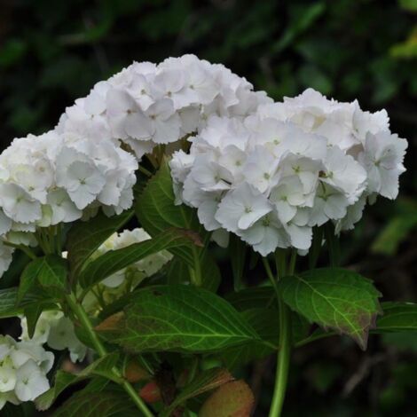  Ortensia "Hydrangea" Pianta In Vaso 18 Cm COLORI MISTI