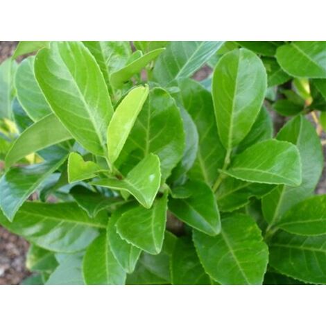  Lauroceraso "Prunus Laurocerasus" Pianta Da Siepe In Vaso H. 20/40 Cm