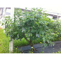  Mirtillo Gigante Americano Frutti Di Bosco Pianta Gia' Fruttifera In Vaso 11 Cm Non Specificato 11 Cm