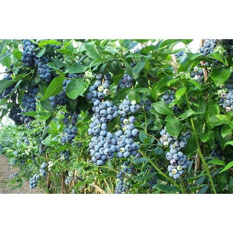  Mirtillo Gigante Americano Frutti Di Bosco Pianta Gia' Fruttifera In Vaso 11 Cm Non Specificato 11 Cm