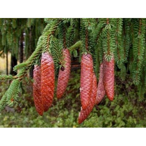 Abete Rosso "Picea Abies" Peccio Albero Di Natale In Mastello H. 175/200 Cm