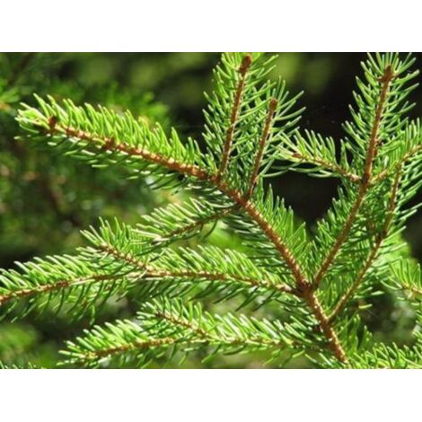  Abete Rosso "Picea Abies" Peccio Albero Di Natale In Mastello H. 175/200 Cm