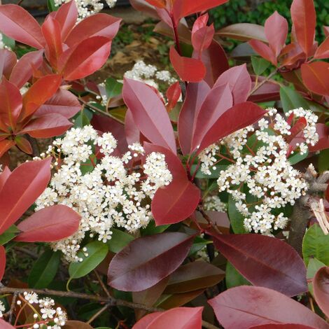  Fotinia "Photinia X Fraseri Red Robin" Pianta Da Siepe In Vaso H. 70/100 Cm