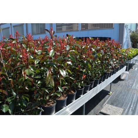  Fotinia "Photinia X Fraseri Red Robin" Pianta Da Siepe In Vaso H. 70/100 Cm