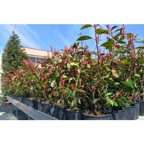  Fotinia "Photinia X Fraseri Red Robin" Pianta Da Siepe In Vaso H. 70/100 Cm