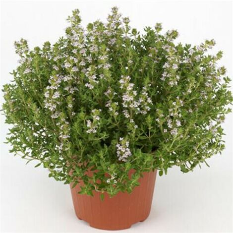  Timo "Thymus Faustini" Pianta Aromatica In Vaso 14 Cm