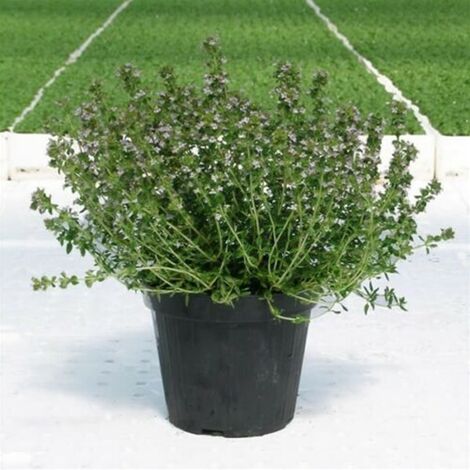  Timo "Thymus Faustini" Pianta Aromatica In Vaso 14 Cm