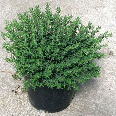  Timo "Thymus Faustini" Pianta Aromatica In Vaso 14 Cm