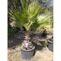  Palma Washingtonia Palma Californiana Messicana In Mastello 60 Cm