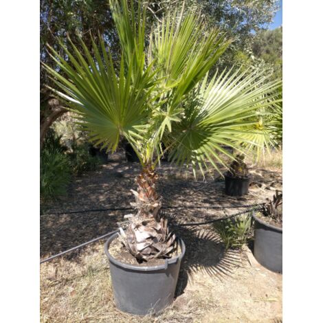  Palma Washingtonia Palma Californiana Messicana In Mastello 60 Cm