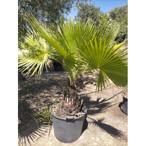  Palma Washingtonia Palma Californiana Messicana In Mastello 60 Cm
