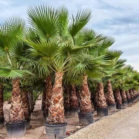  Palma Washingtonia Palma Californiana Messicana In Mastello 60 Cm