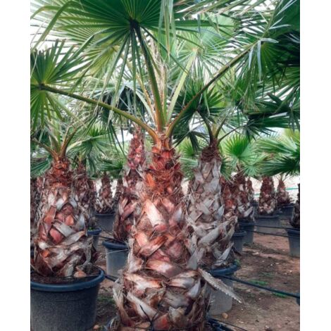  Palma Washingtonia Palma Californiana Messicana In Mastello 60 Cm