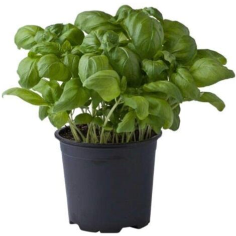  Basilico Genovese "Ocimum Basilicum" Pianta Aromatica In Vaso 14 Cm